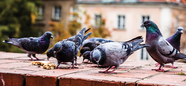 1env practical urban bird control training course